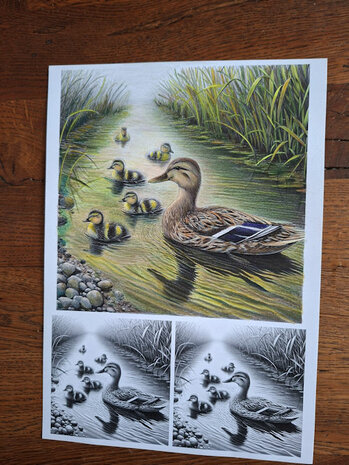 003 Fairybells Coloring Pages kleurplaten Set 3 A4 voor potloden en alcohol markers